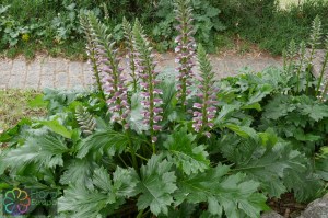 Acanthus mollis (3)